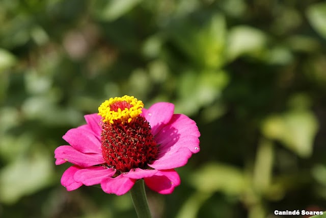 Areia Convention & Visitors Bureau apoia a realização da 3ª Mostra Flores e Sabores