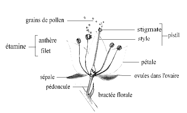 أجزاء الزهرة بالفرنسية