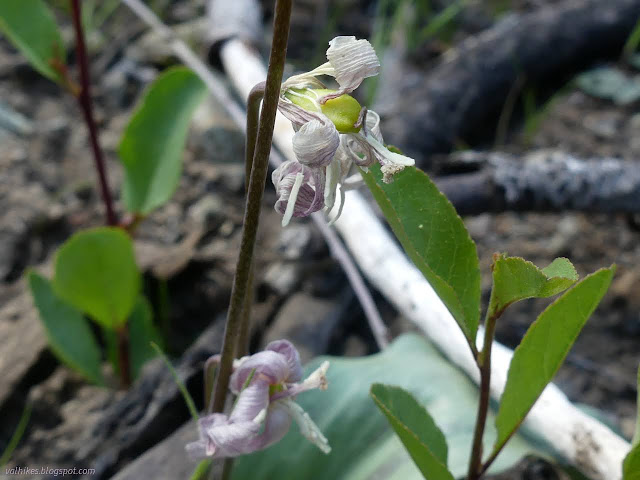 23: dried petals with a seed forming