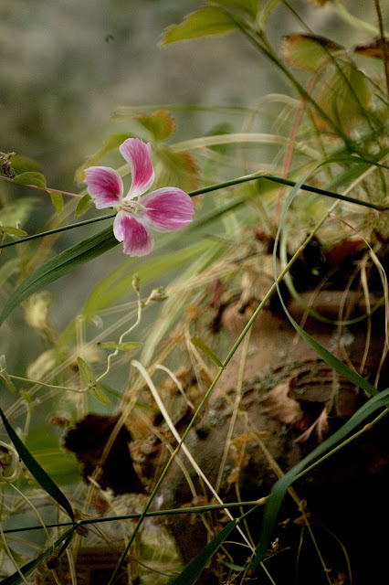 July floral firework