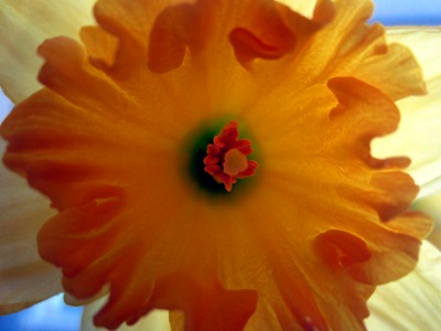 daffodils