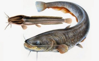 E-Book Budidaya Ternak Ikan Lele