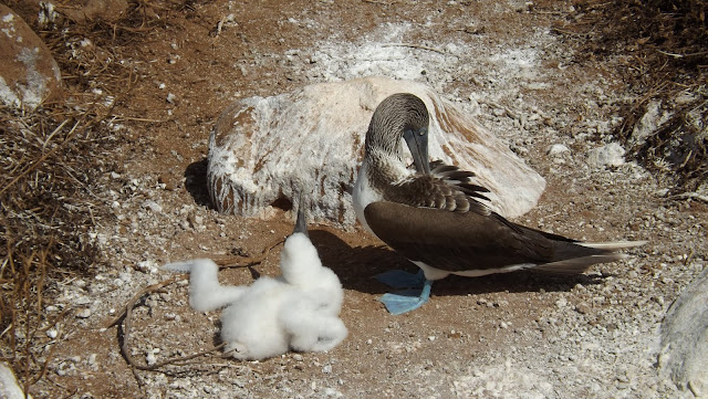 Piqueros de patas azules en Isla Seymour norte (Galápagos)