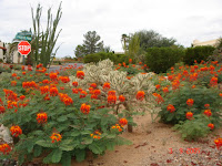 Desert Bird Of Paradise