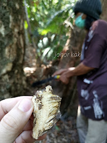 Wild Agarwood in Bangka Indonesia. King of Incense, Scent from Heaven