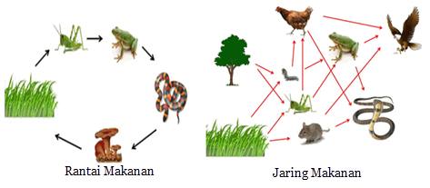 Rantai Makanan dan Jaring Makanan