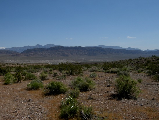 wildflowers are blooming looking south toward Tecopa