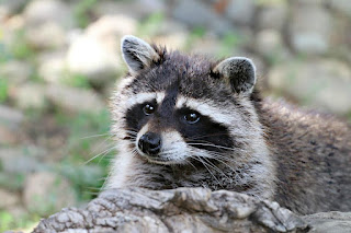 Raccoon