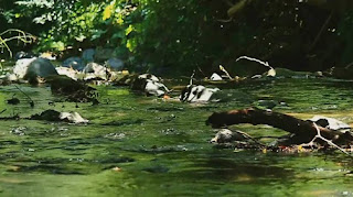 Agua de rio para rituales de brujeria