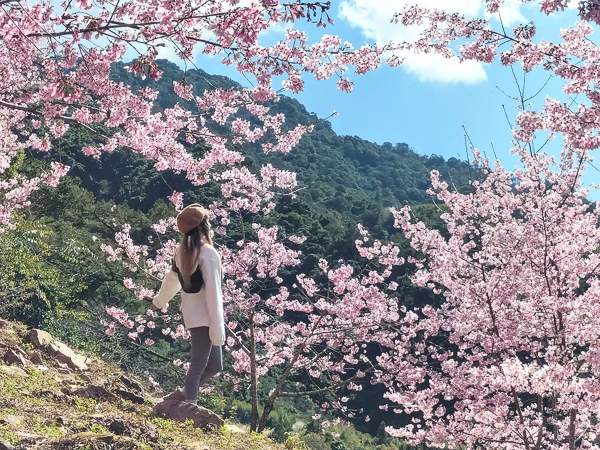 新竹尖石霞喀羅櫻花谷粉紅富士櫻盛開，霞喀羅古道養老部落登山口