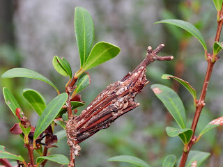 Paulownia Bagworm Moth at Xiang River