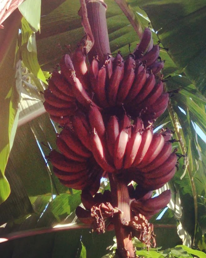 pohon pisang merah Sumatra Utara
