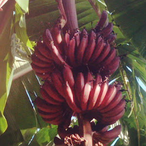 Bibit Pisang Merah