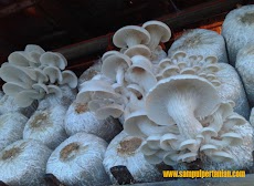 Mengenal Jamur tiram (Pleurotus ostreatus)