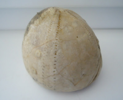 Fossil Sea Urchin Echinoid