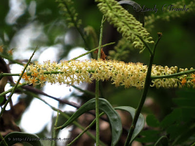 Acacia coral - Adenanthera pavonina