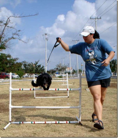 entrenamineto de perros1