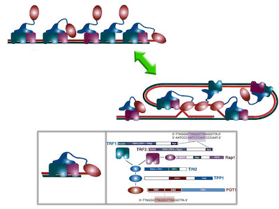 disposición de las unidades proteicas del telosoma depicting an schematics of the arrangement of subunits in the Shelterin/Telosome complex