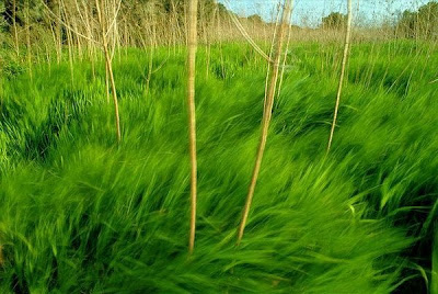Grass Wallpaper on Fabulous Grass Wallpapers
