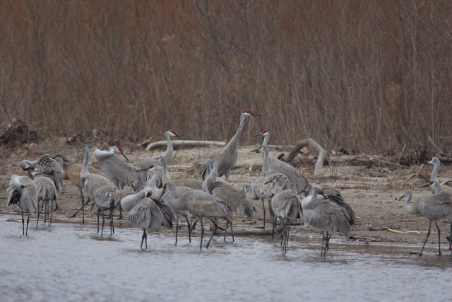 Crane wallpaper,crane images,crane photo,cute crane,beautiful crane,cranes,the crane,the cranes,crane birds,crane,birds,birds picture,about birds,birds images birds photo,birds picture,flying crane,animation crane,crane stand green grass,