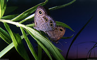 Butterflies HD Desktop Wallpapers