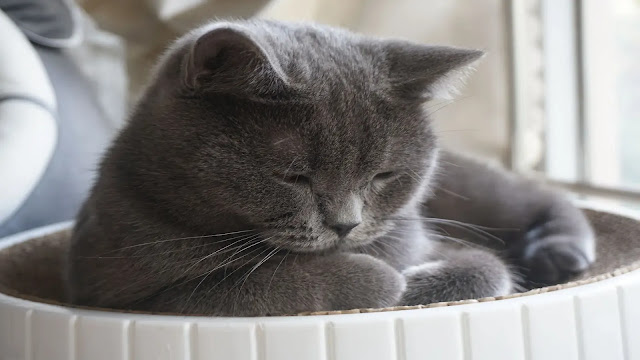 Cat sleeping on litter box