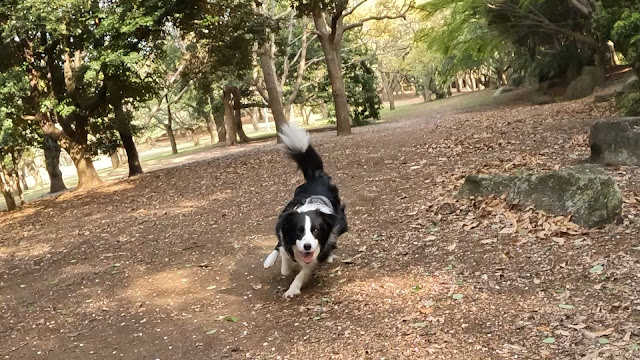 保護犬 ボーダーコリー トーマ