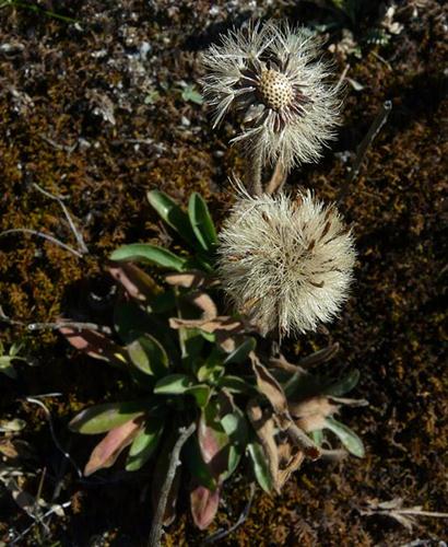 Compositae, Erigeron, wildflower seed, cohan magazine, cohan seeds