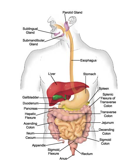 inside of the human body.