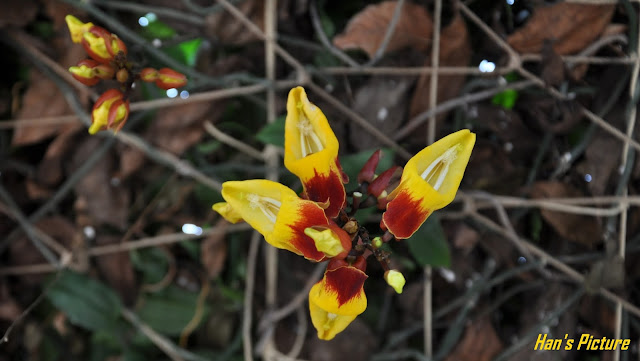 Shining Flower