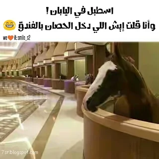 صور حصان , صور خيول عربية أصيلة , صور خيل