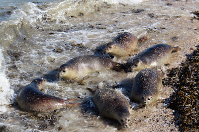 Gewone Zeehond - Seehûn - Phoca vitulina