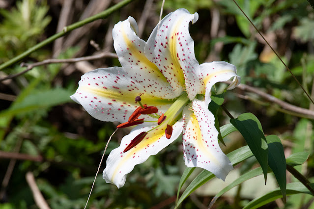 Лилия золотистая (Lilium auratum)