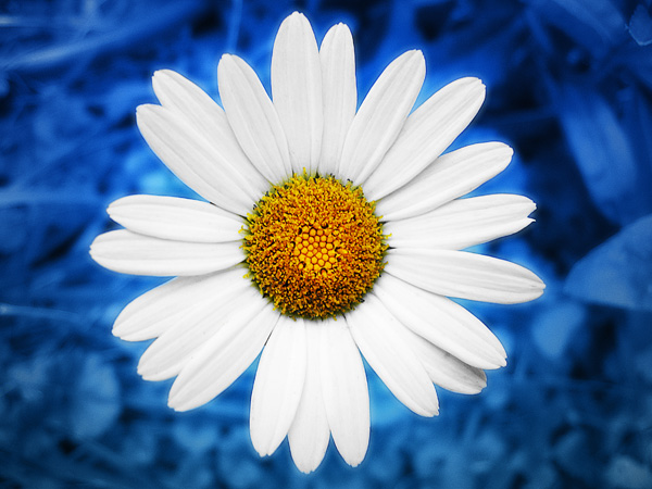 Daisy Flower Wallpaper 