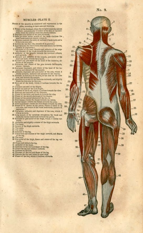 Muscles Of The Human Body. Muscles of the Human Body