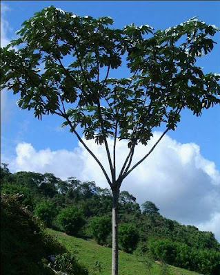 Ambay Cecropia pachystachya