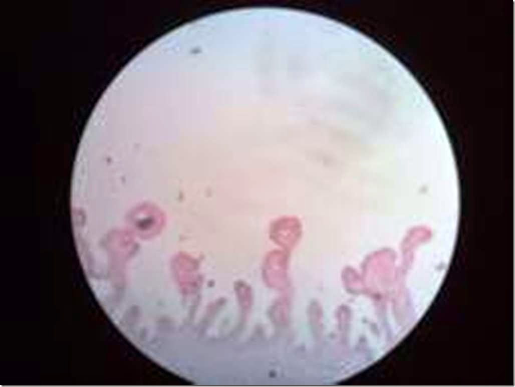 simple-Columnar_Histology_slide