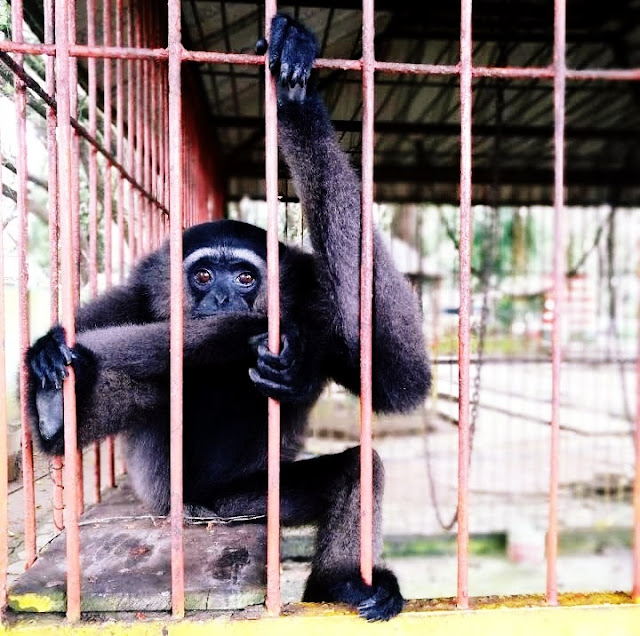 Salah satu binatang, di mini zoo, Taman Ria Maospati.