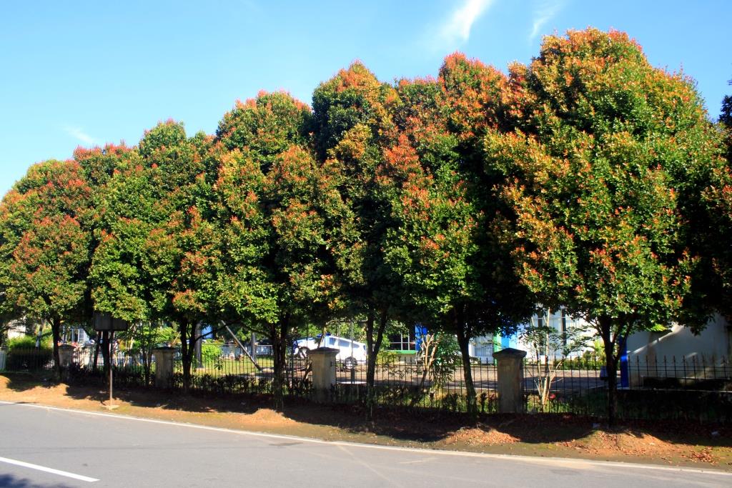 7 Jenis  Pohon  Peneduh untuk  Taman Minimalis dan Halaman  Kecil