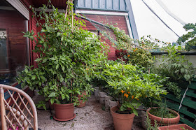 Chili plants on balcony 2016