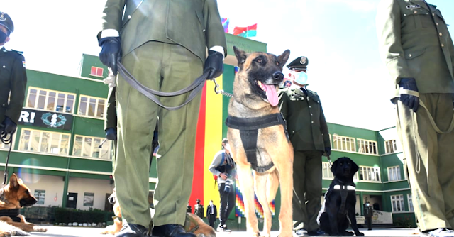 Perros policía