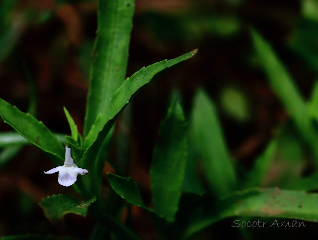 Lindernia antipoda