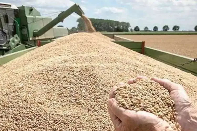 رويترز: مصر تجري محادثات للحصول على تمويل إماراتي لشراء القمح الكازاخستاني
