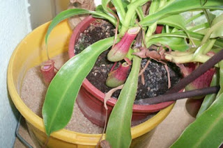 nepenthes