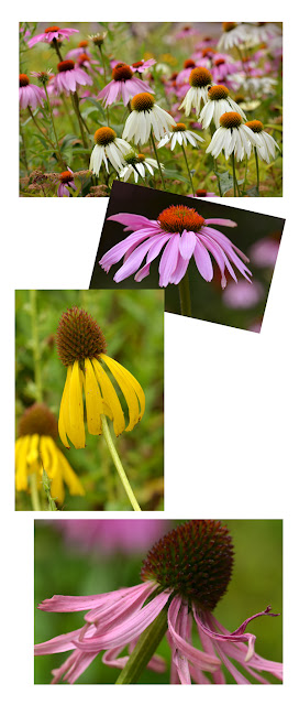 coneflower purple echinacea