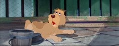 16 chien de la fourrière 1