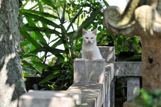 Numazu cemetery