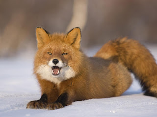 red fox wallpapers