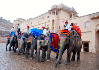 Elephants Amber Fort India