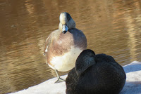 American Wigeon carrying vegetation Ellen's Creek, PEI - © Denise Motard